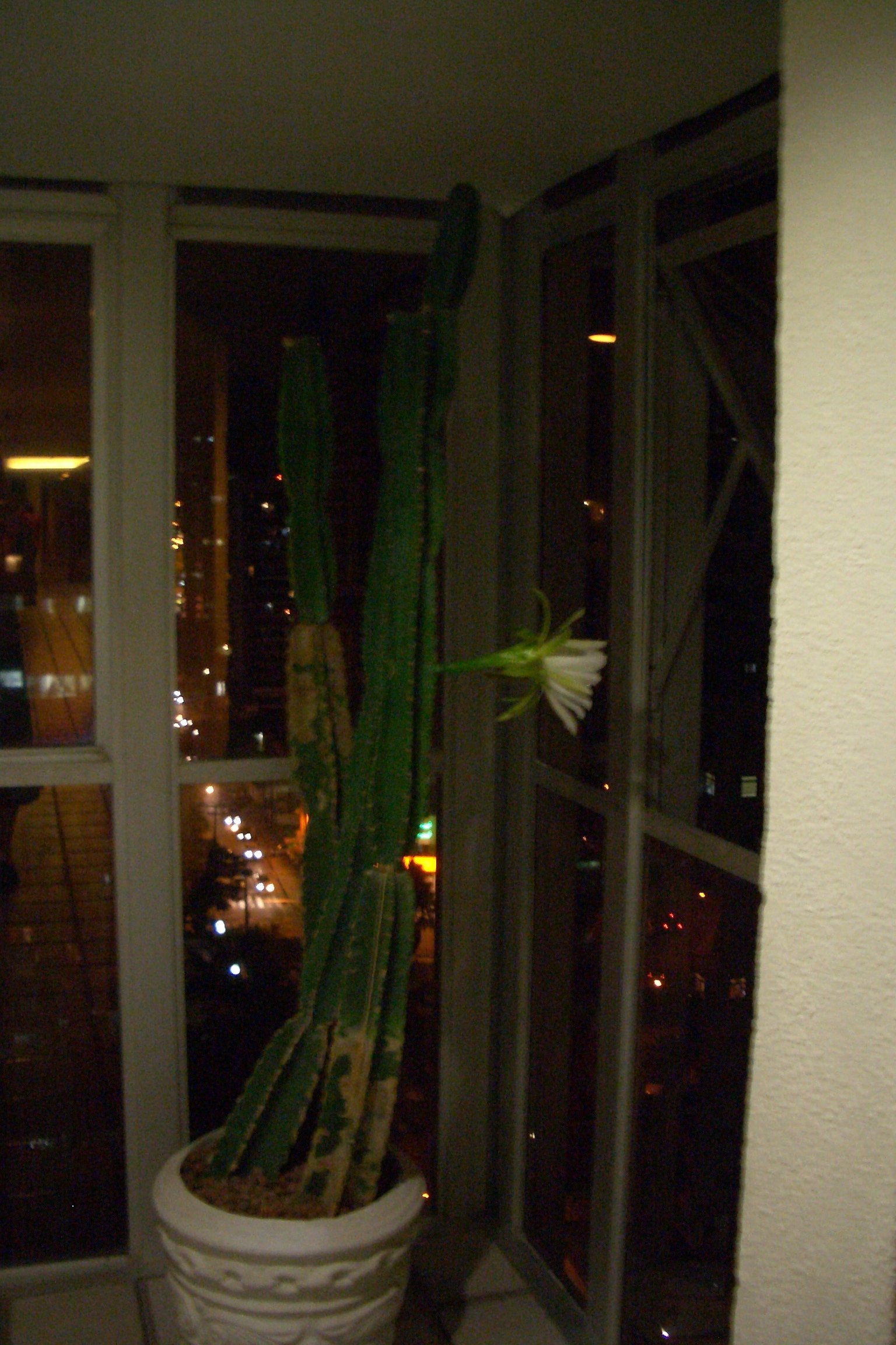 Night-blooming Cereus